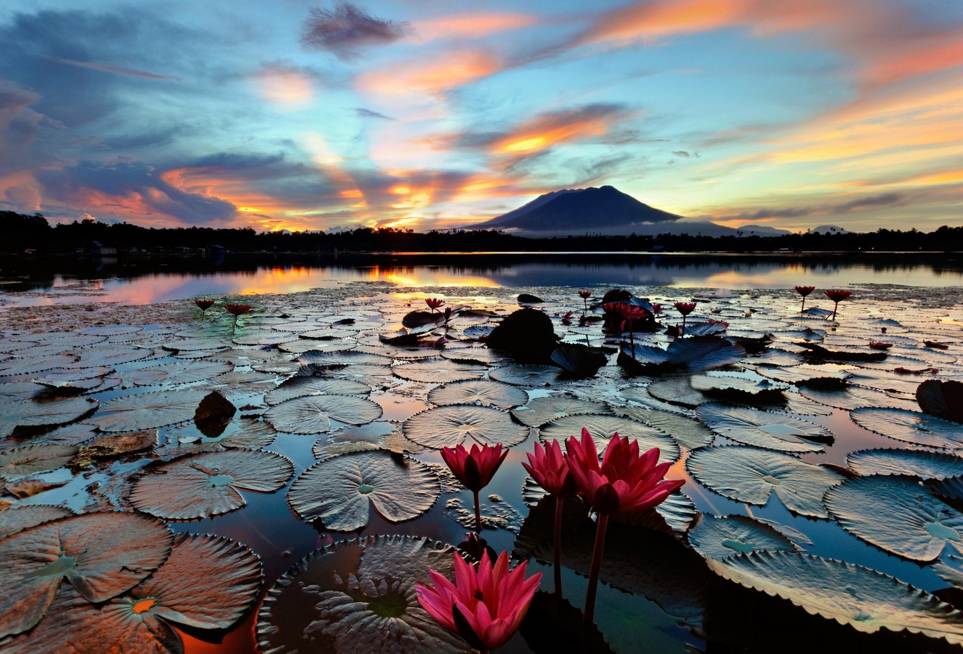 philippinen insel luzon see sampaloc morgen seerosen seerosen