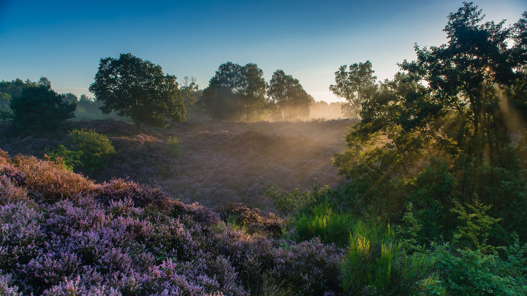 veluwezoom national park reden gelderland netherlands veluwezoom national park morning dawn rays heather tree