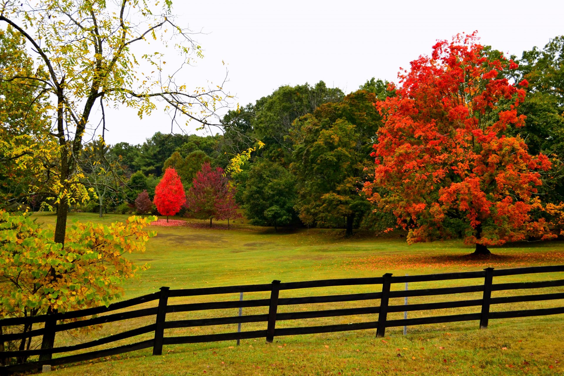 natura foresta parco alberi foglie colorato strada autunno caduta colori passeggiata