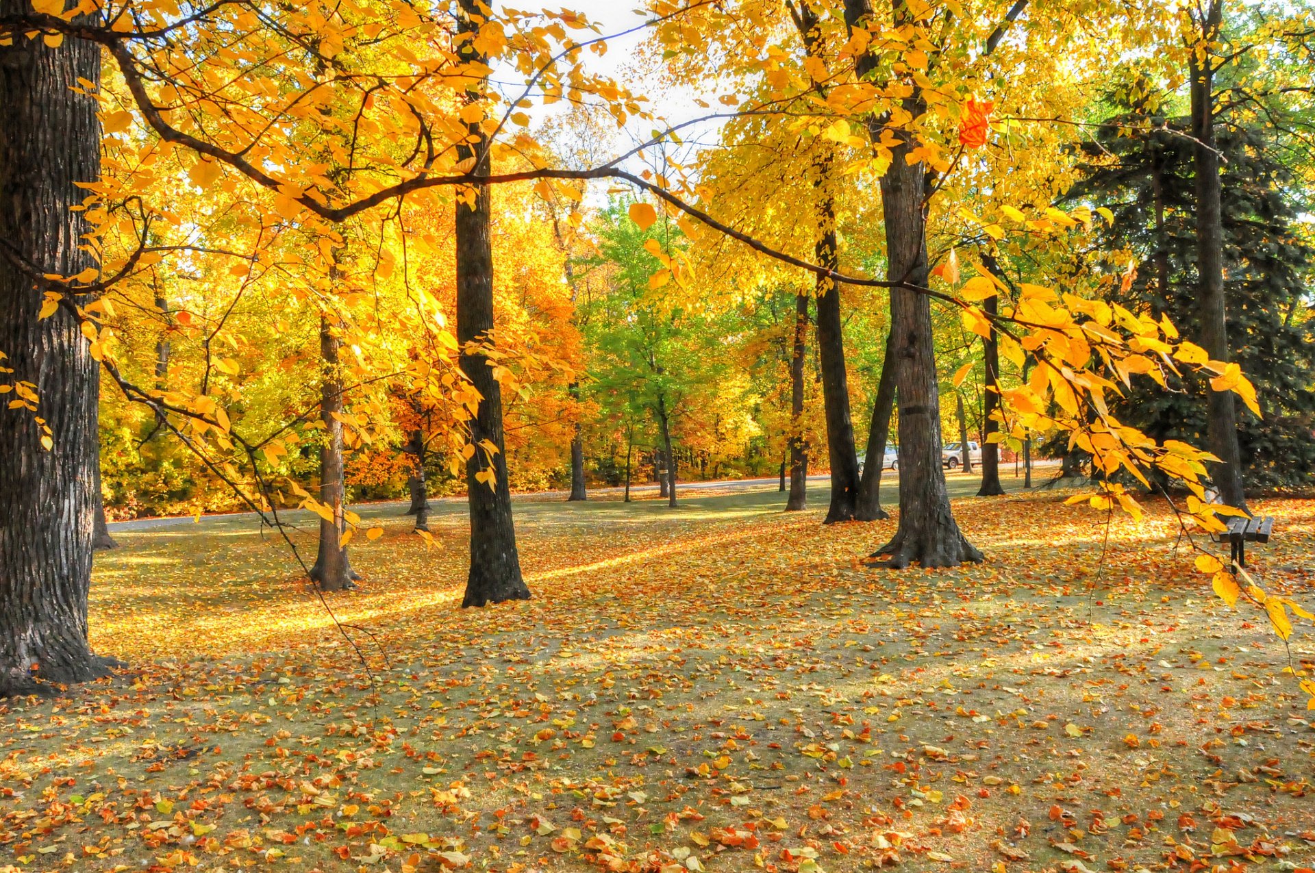 park bench tree leaves autumn