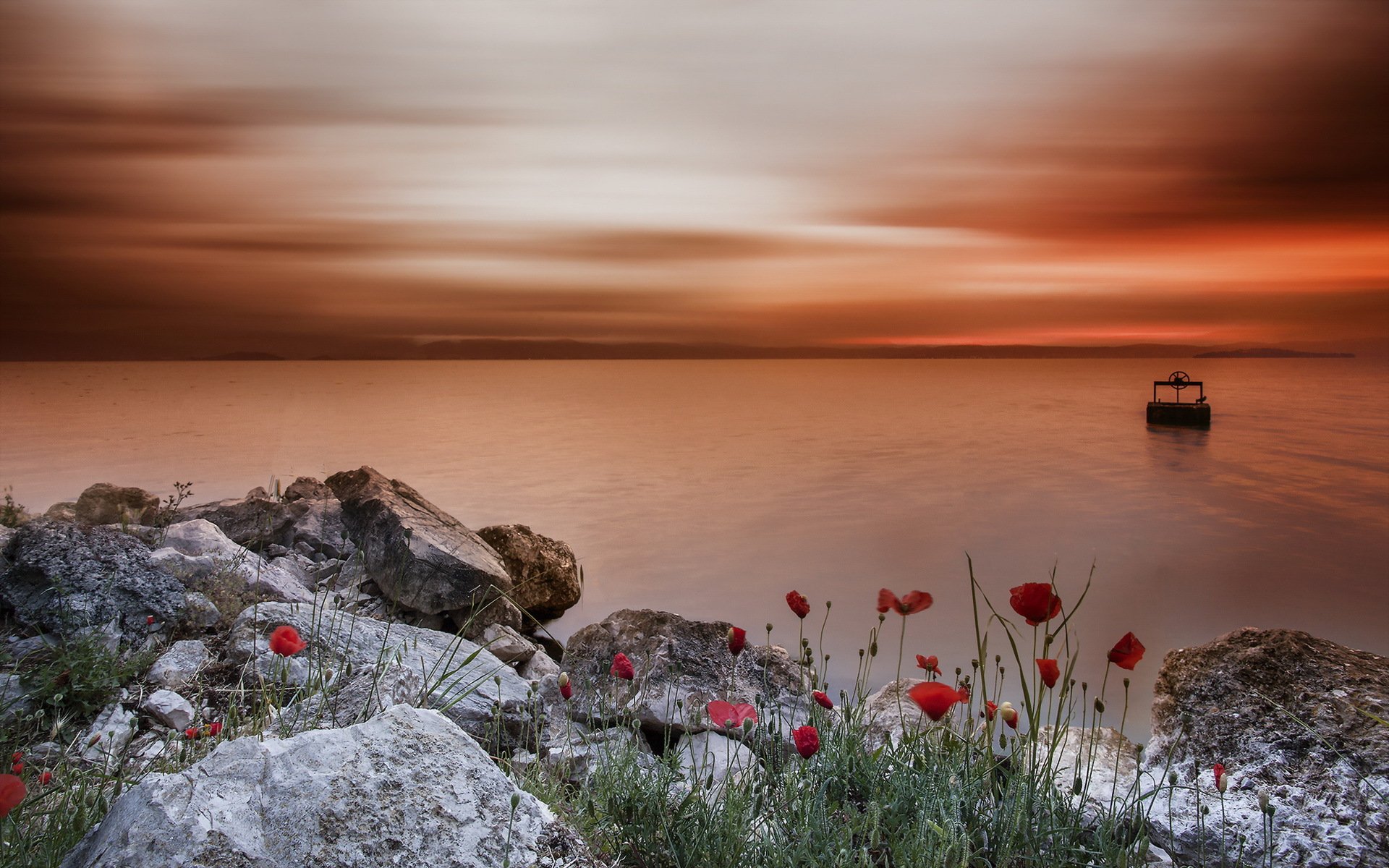 sonnenuntergang meer küste mohnblumen landschaft