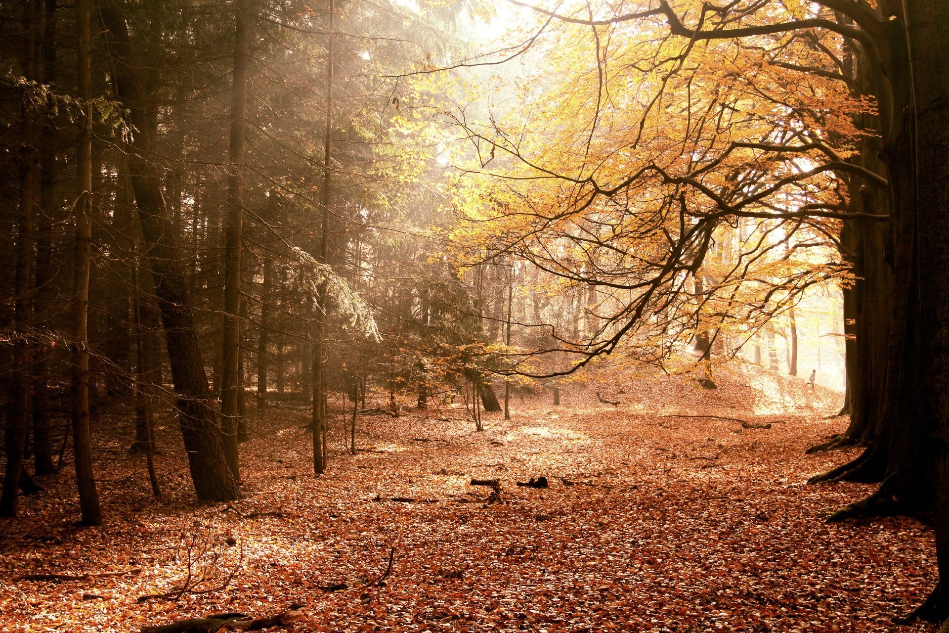 jesień krajobraz natura