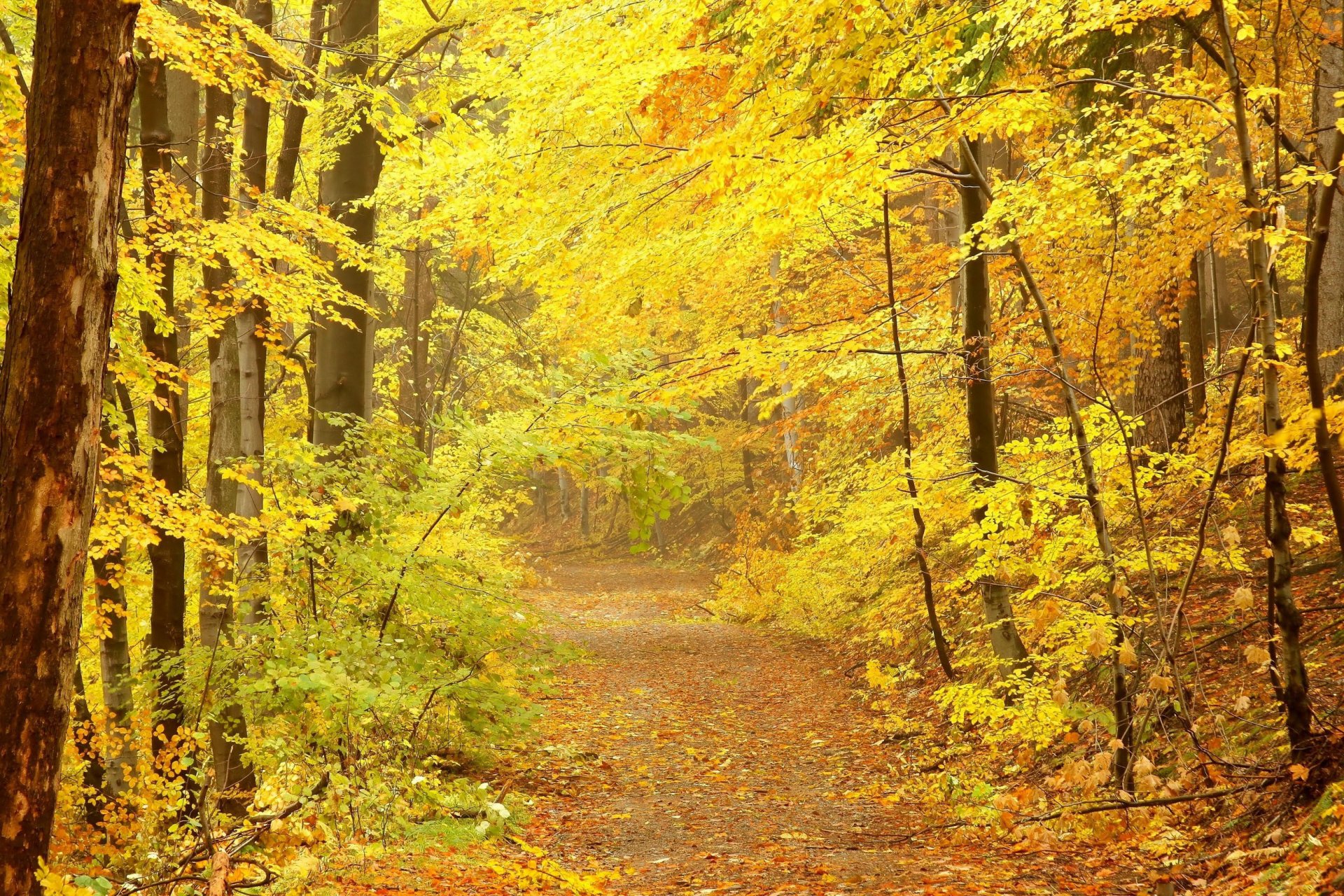 autunno strada alberi corone