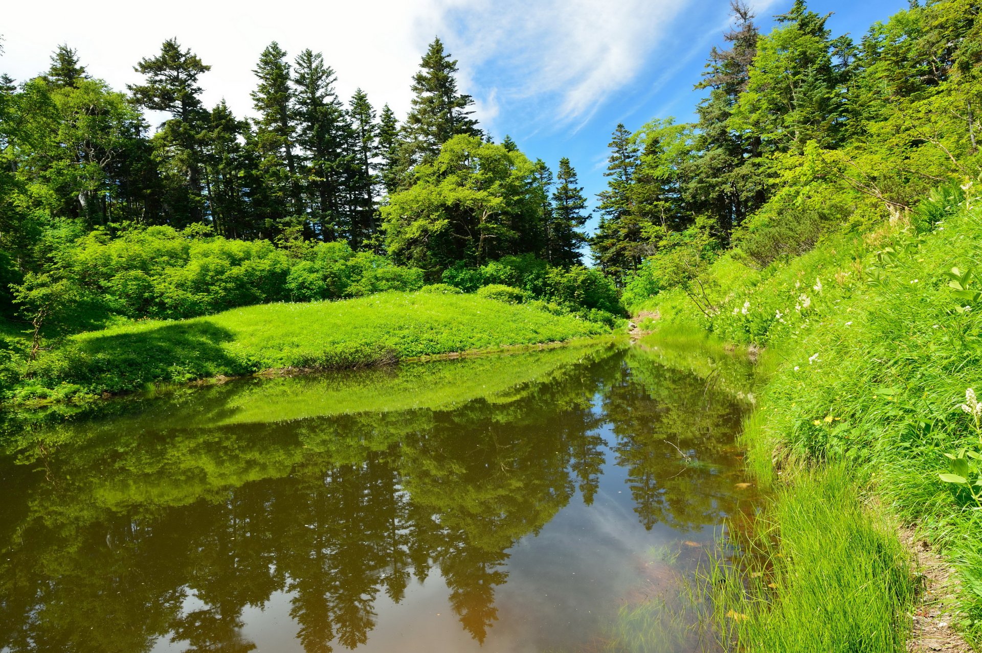 river forest summer grass nature photo