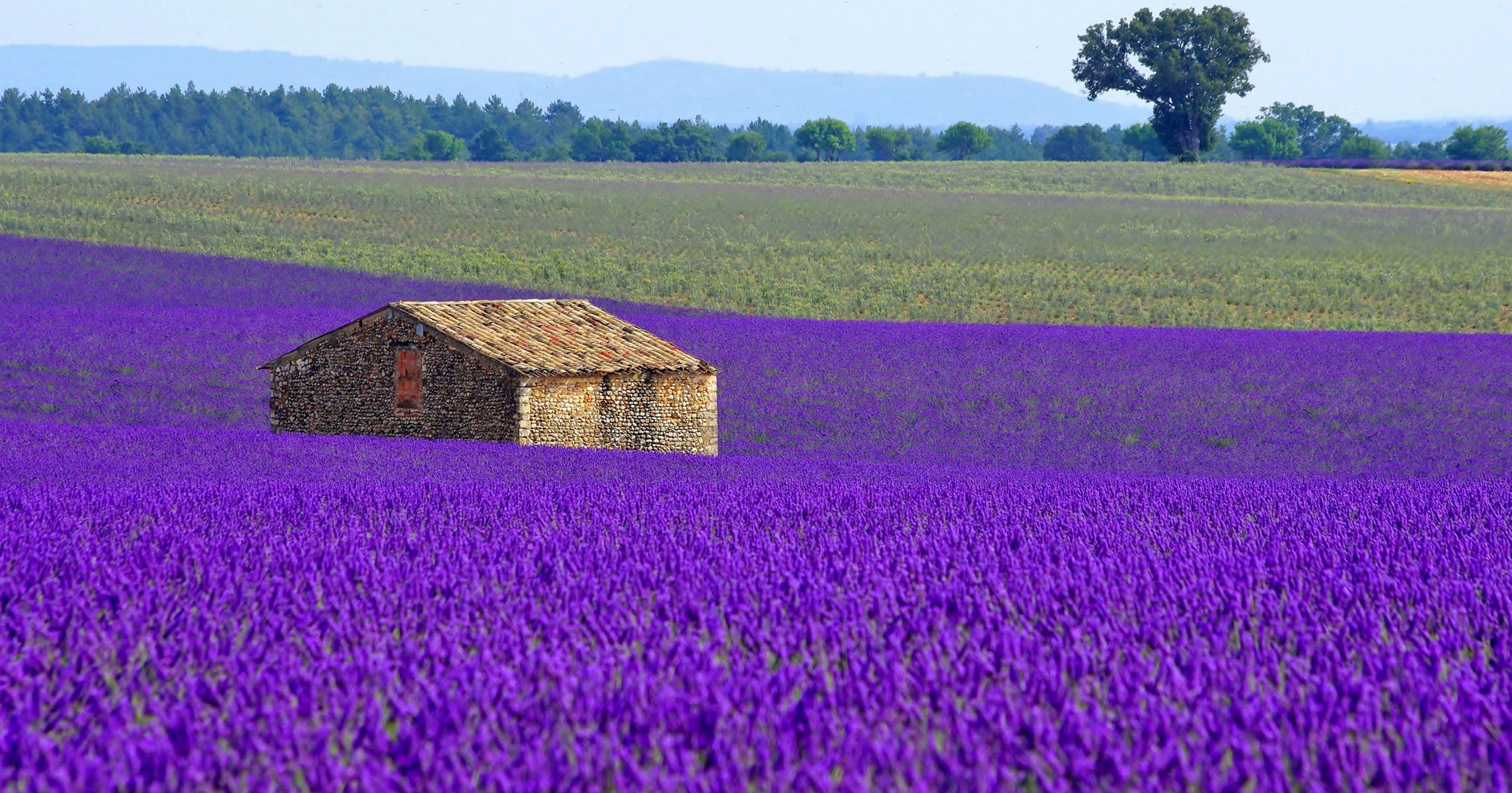 francja pole łąka plantacja kwiaty lawenda dom