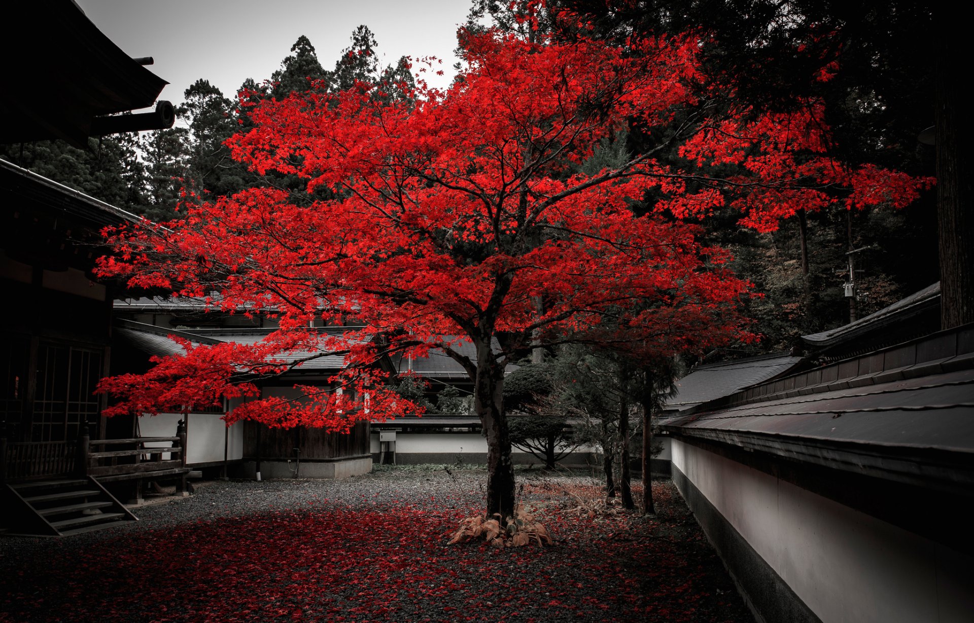 japón patio casa árbol otoño hojas púrpura