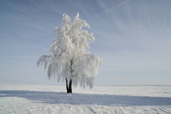 Árbol de nieve en el campo