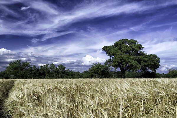 Weizenfeld auf blauem Himmel Hintergrund