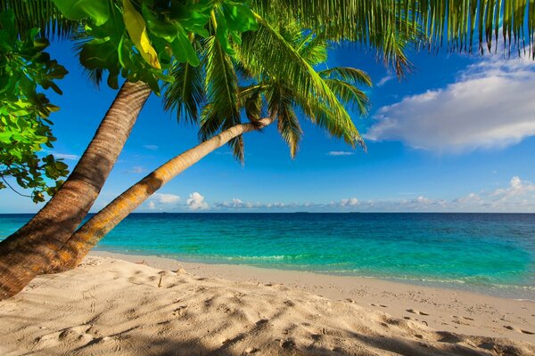 Plage avec océan et palmier