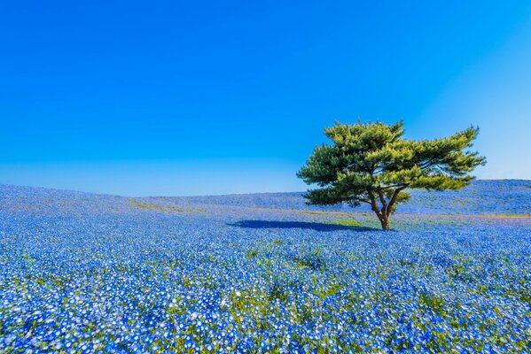 Champ japonais de fleurs bleues