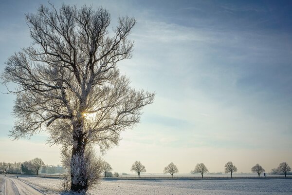 A tree in frost in winter