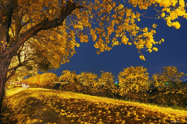 Jesienny park z żółtymi liśćmi