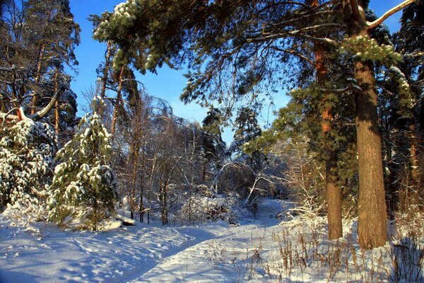 Espectáculo de nieve en el bosque de pinos