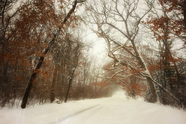 Winter wunderbares Schneewetter