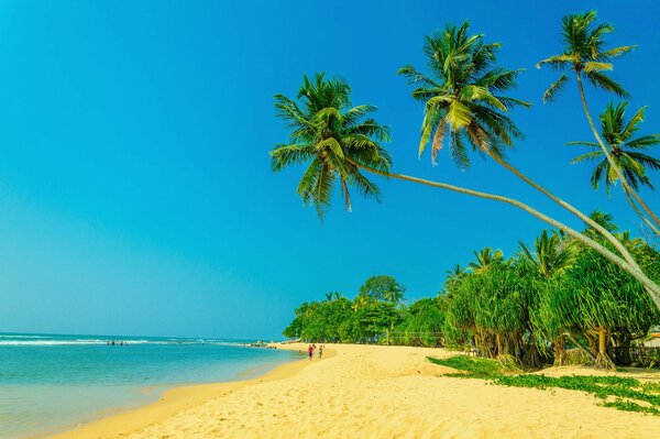 Summer beach and palm trees and sea