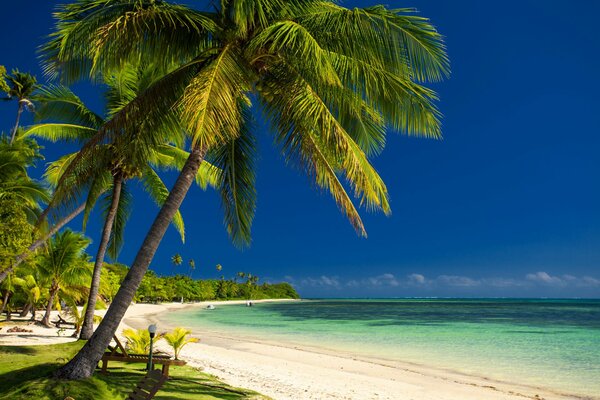 Palm trees and a beach with hot sand