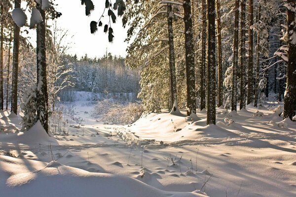 Утро в зимнем лесу