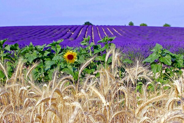 A bright and beautiful field of lavender flowers