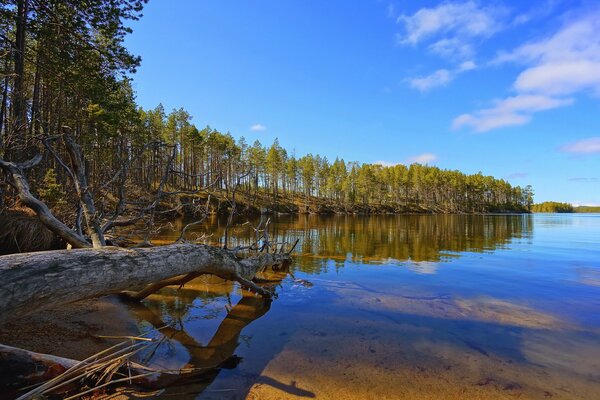 La belleza del lago del bosque