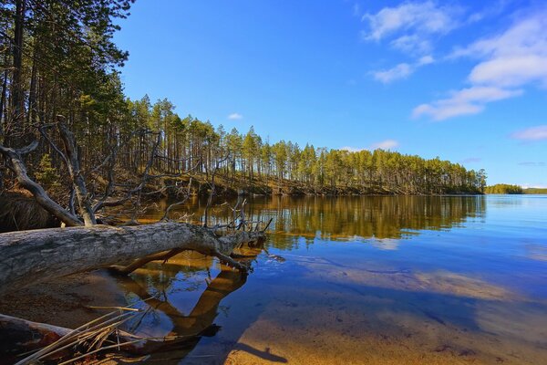 La beauté du lac de la forêt