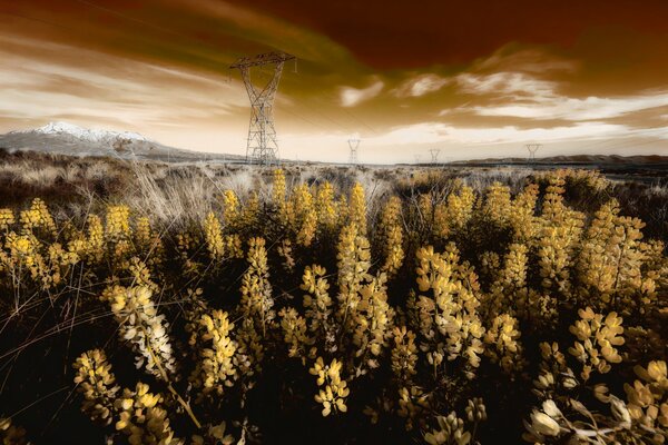 Macro shooting of colors on the background of power lines