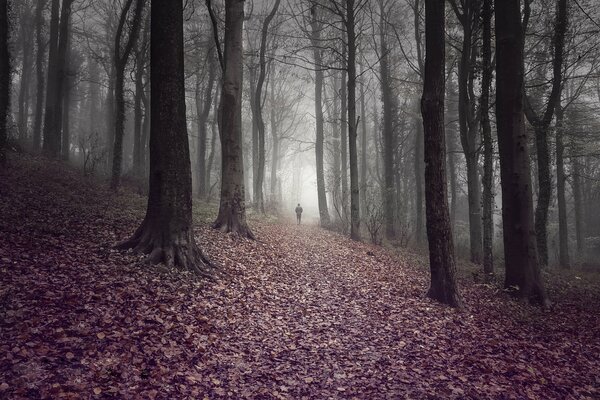 A man walking through a gloomy forest