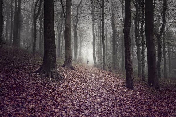 Человек идущий по мрачному лесу