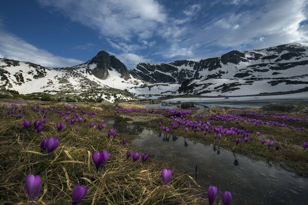 Lila Blumen auf dem Hintergrund der schneebedeckten Berge