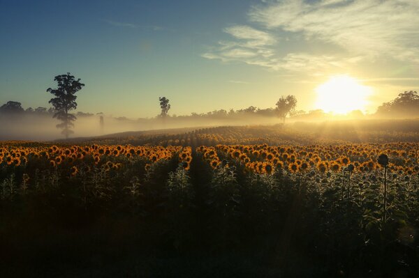 Sonnenblumenfeld auf dem Heimweg