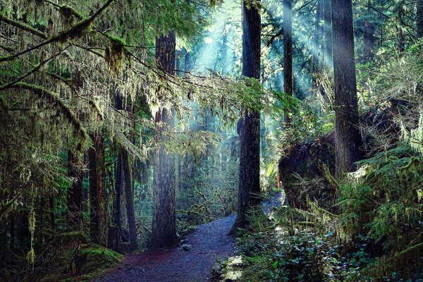 Nature. Sentier dans la forêt entre les rayons du soleil