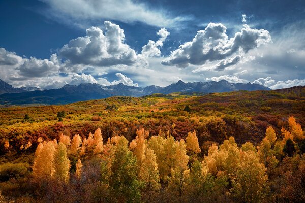 Nubes de aire flotando sobre el bosque dorado