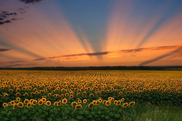 Campo di bellezza di girasoli al tramonto