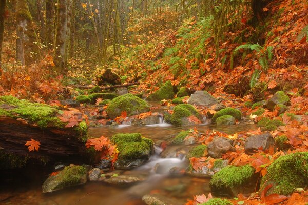 Wald und Fluss Herbstlandschaft