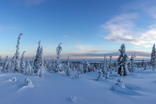 Bosque de invierno en Finlandia entre árboles de Navidad