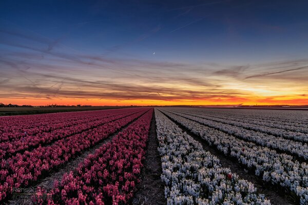 Flowers at evening sunset