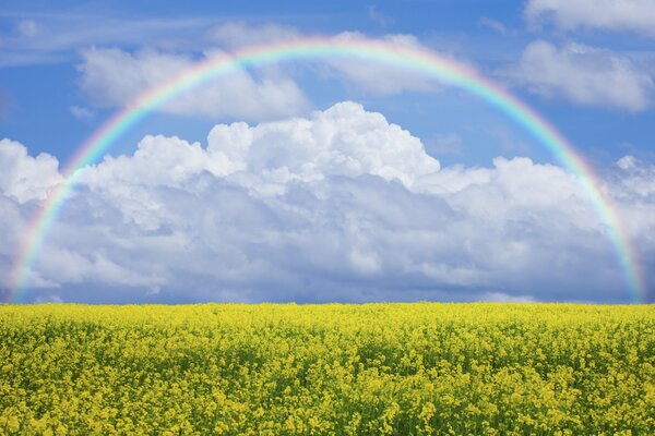 Regenbogen über dem Feld im Juli