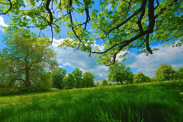 Clairière verte juteuse d été