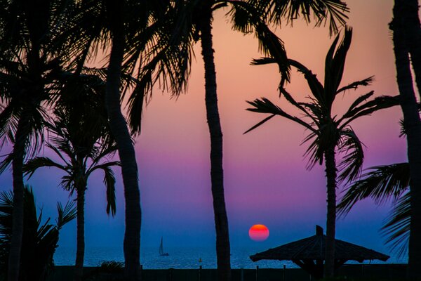 Magical sunset with palm trees