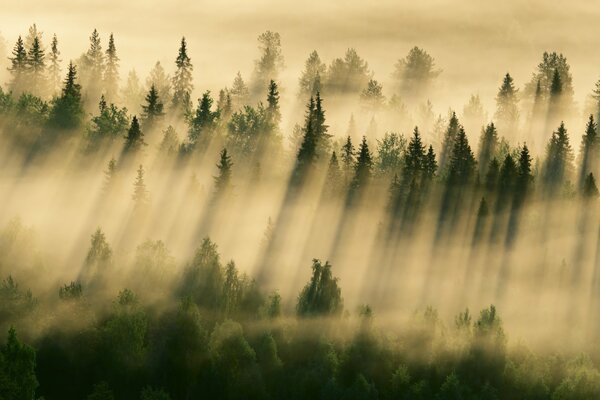 La foresta è irresistibile nella nebbia del mattino