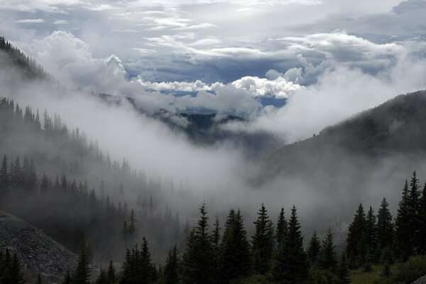 Mysterious fog over the forest in the mountains