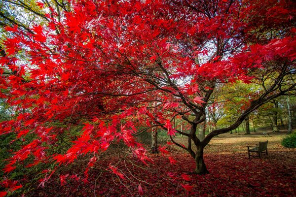 Grand arbre avec des feuilles rouges vives et un banc