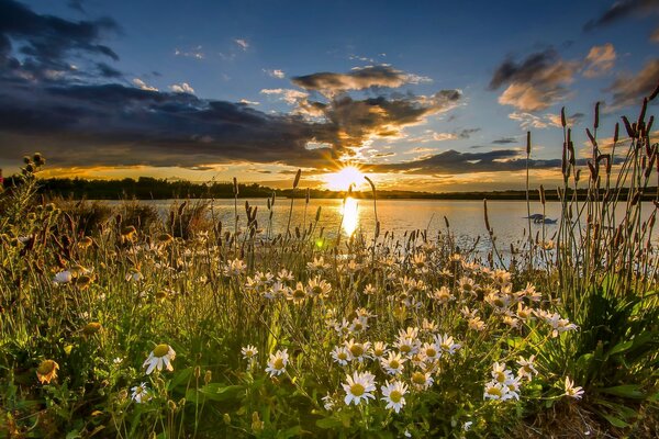 England nature Reserve Lake sunset daisies flowers