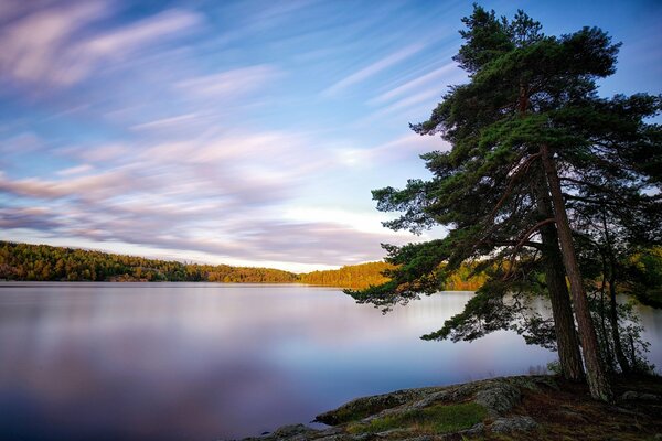 Schwedische Landschaft mit Bäumen am See