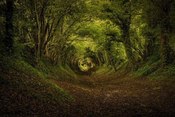 Túnel de otoño sobre el sendero del bosque