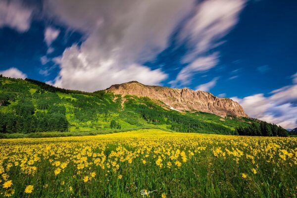 Meadow flowers under a blue sky