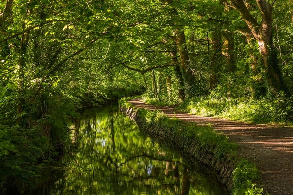 Sentiero uromico lungo il fiume nella foresta inglese