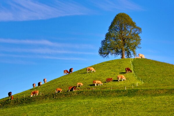 Eine Herde von Kühen grast auf einem Hügel