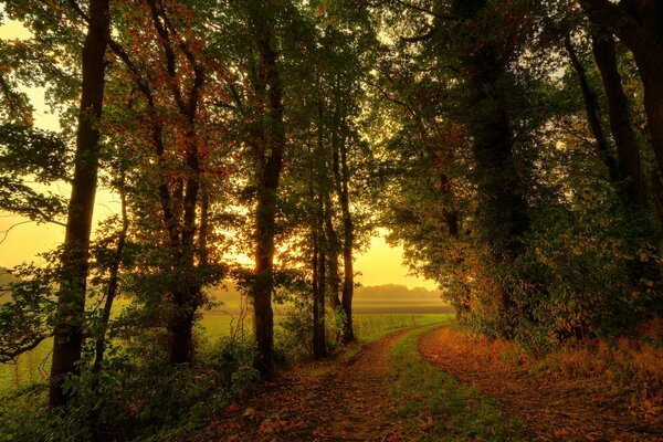 Strada nella foresta d autunno all alba