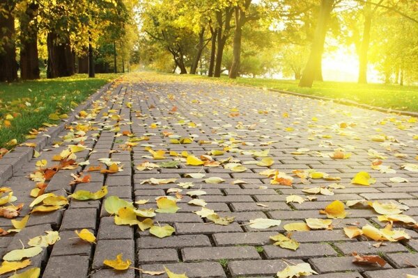 Gefallene Blätter im Herbst im Park