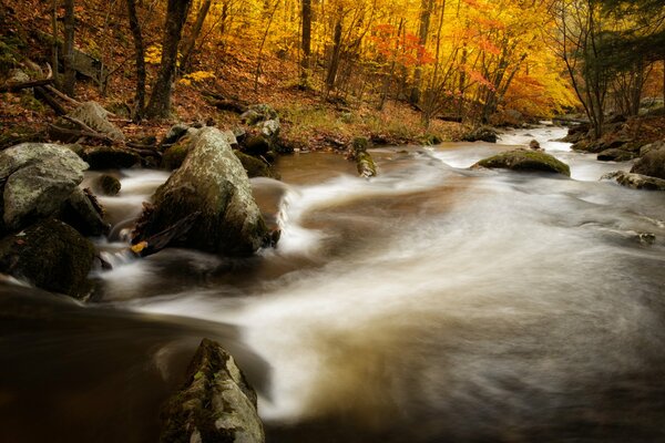 Die Geschichte des goldenen Herbstes im Brooke Park von Kent